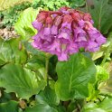 Bergenia cordifolia fleur